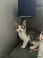 British Shorthair cats 3 beautiful kittens availble as of the 25th - Advert 9