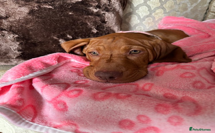 Hungarian Vizsla dogs - Advert 1