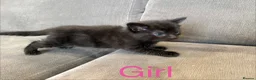 Mixed Breed cats for sale: 4 kittens for sale  - Advert 9