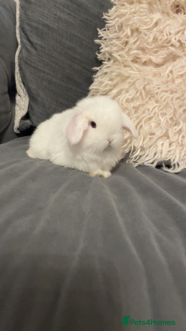 Mini Lop rabbits stunning boy available to be reserved - Advert 3