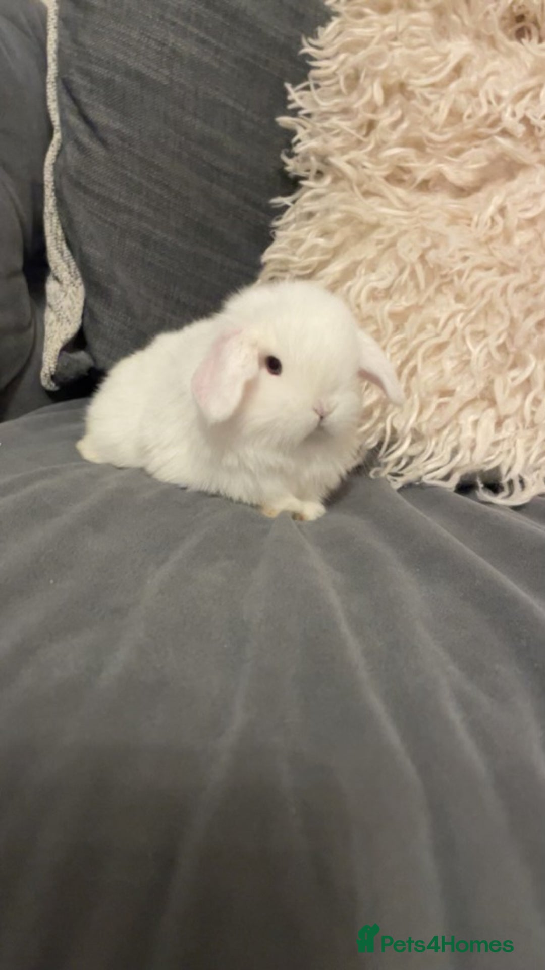 Mini Lop rabbits for sale: stunning boy available to be reserved - Advert 1