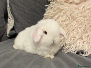 Mini Lop rabbits stunning boy available to be reserved - Advert 1