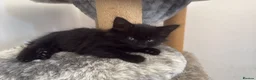 Mixed Breed cats for sale: Balinese X British short hair Black fluffy kittens - Advert 15