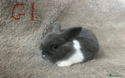 Mixed Breed rabbits for sale: Mini Dutch lops  - Image 1