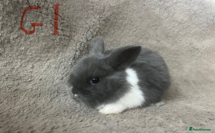 Mixed Breed rabbits - Advert 2