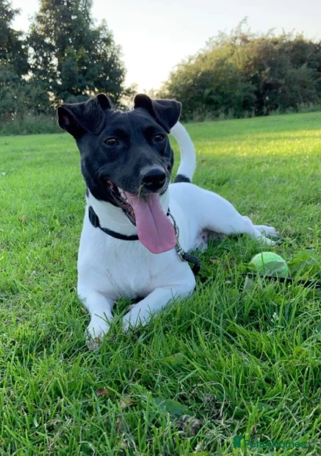 Jack Russell dogs for sale: 6 year old Jack Russell  - Advert 1