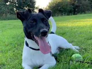 Jack Russell dogs 6 year old Jack Russell - Advert 1