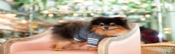 Pomeranian dogs for sale: PERFECT STUD BOY BLUE AND TAN  - Advert 5