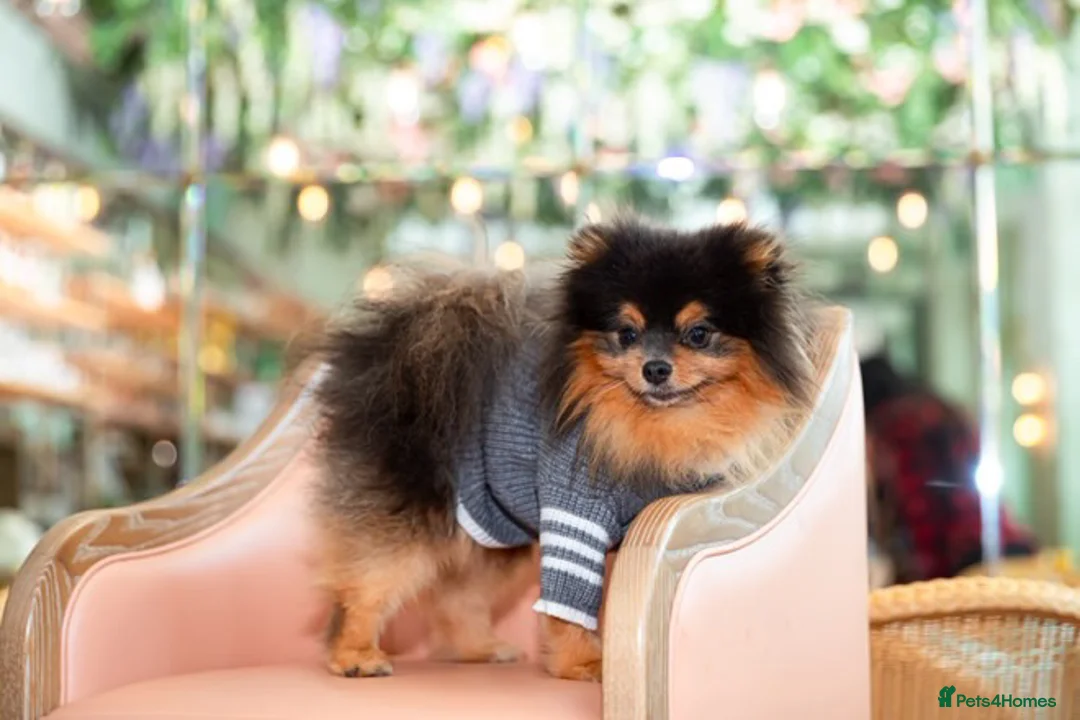 Pomeranian dogs for sale: PERFECT STUD BOY BLUE AND TAN  - Advert 5