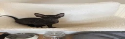 Cornish Rex cats for sale: Beautiful Cornish Rex’s ready for their new homes - Advert 34