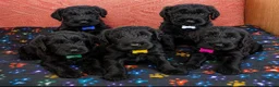 Giant Schnauzer dogs for sale: 2 male Giant schnauzer puppy's remaining  - Advert 4