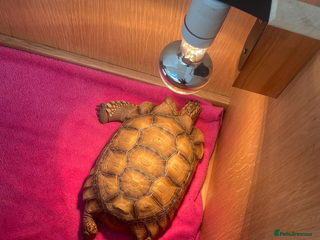 Tortoise reptiles Sulcata tortoise - Advert 1