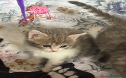 British Shorthair cats for sale: Half British shorthair for sale - Image 6