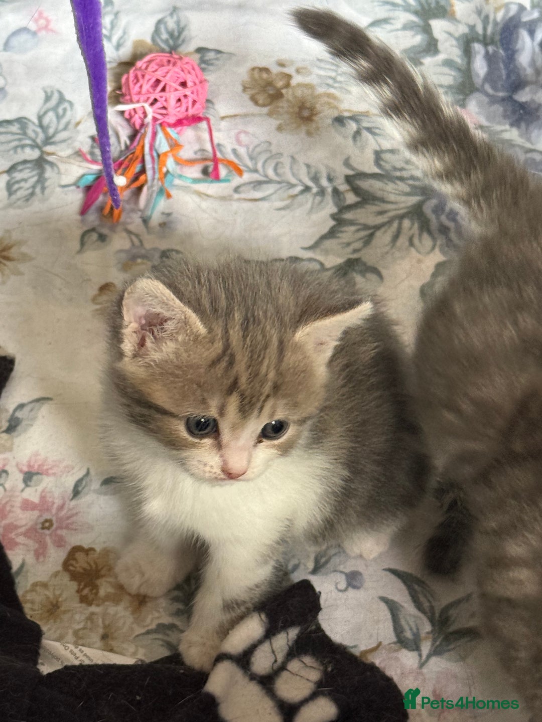 British Shorthair cats for sale: Half British shorthair for sale - Image 6