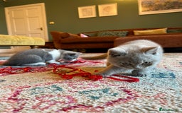 British Shorthair cats for sale: GCCF kittens  - Advert 7