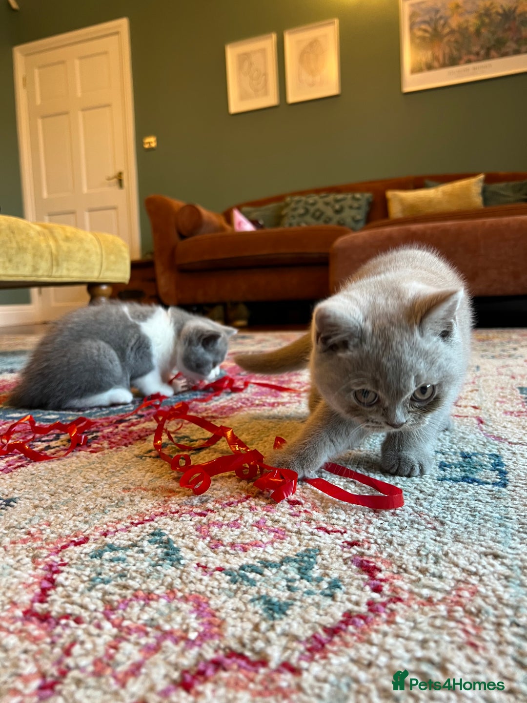 British Shorthair cats for sale: GCCF kittens  - Advert 7