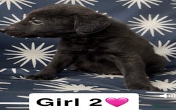 Mixed Breed dogs for sale: Bedlington whippet puppies - Image 13