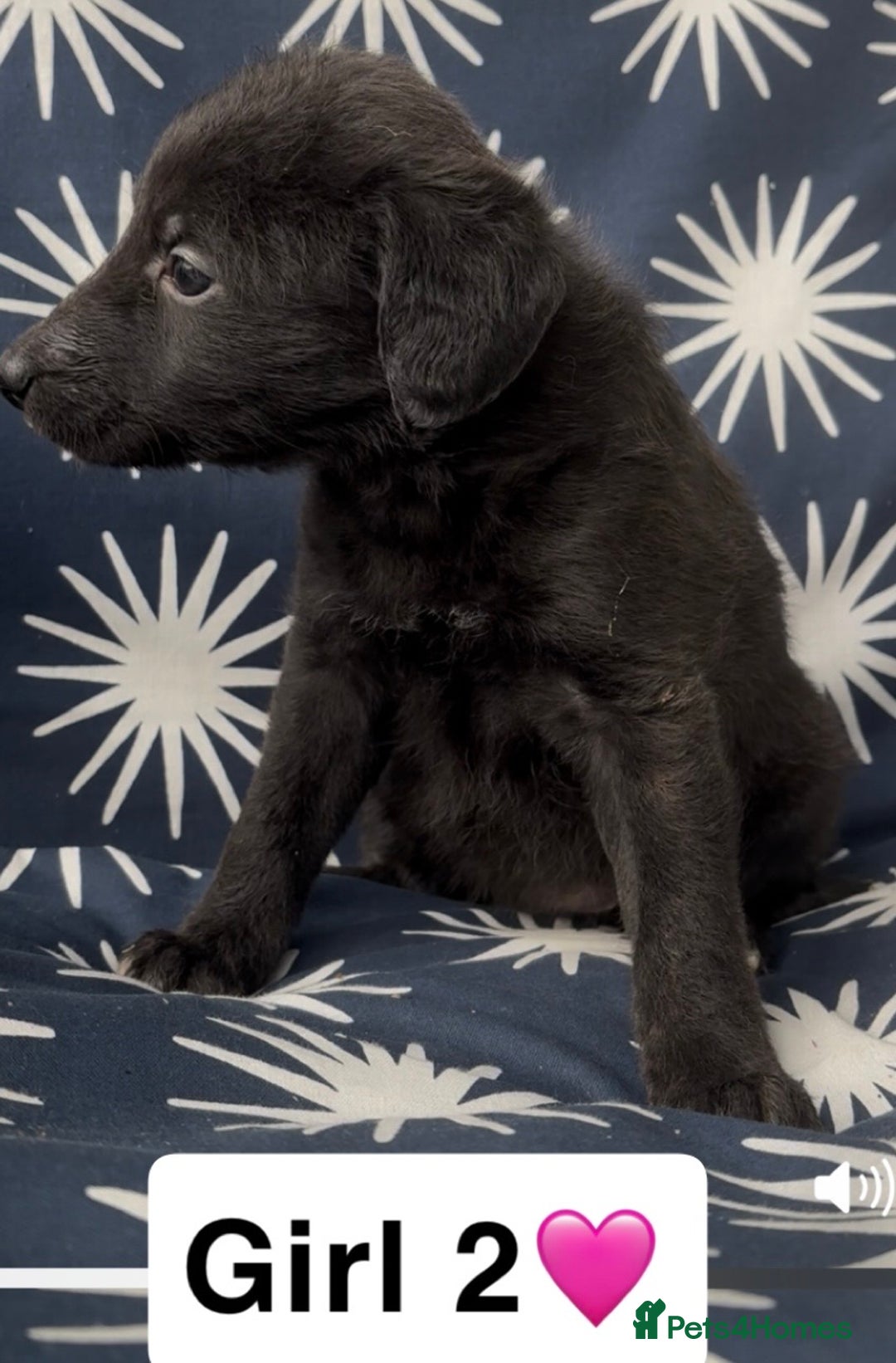 Mixed Breed dogs for sale: Bedlington whippet puppies - Image 13