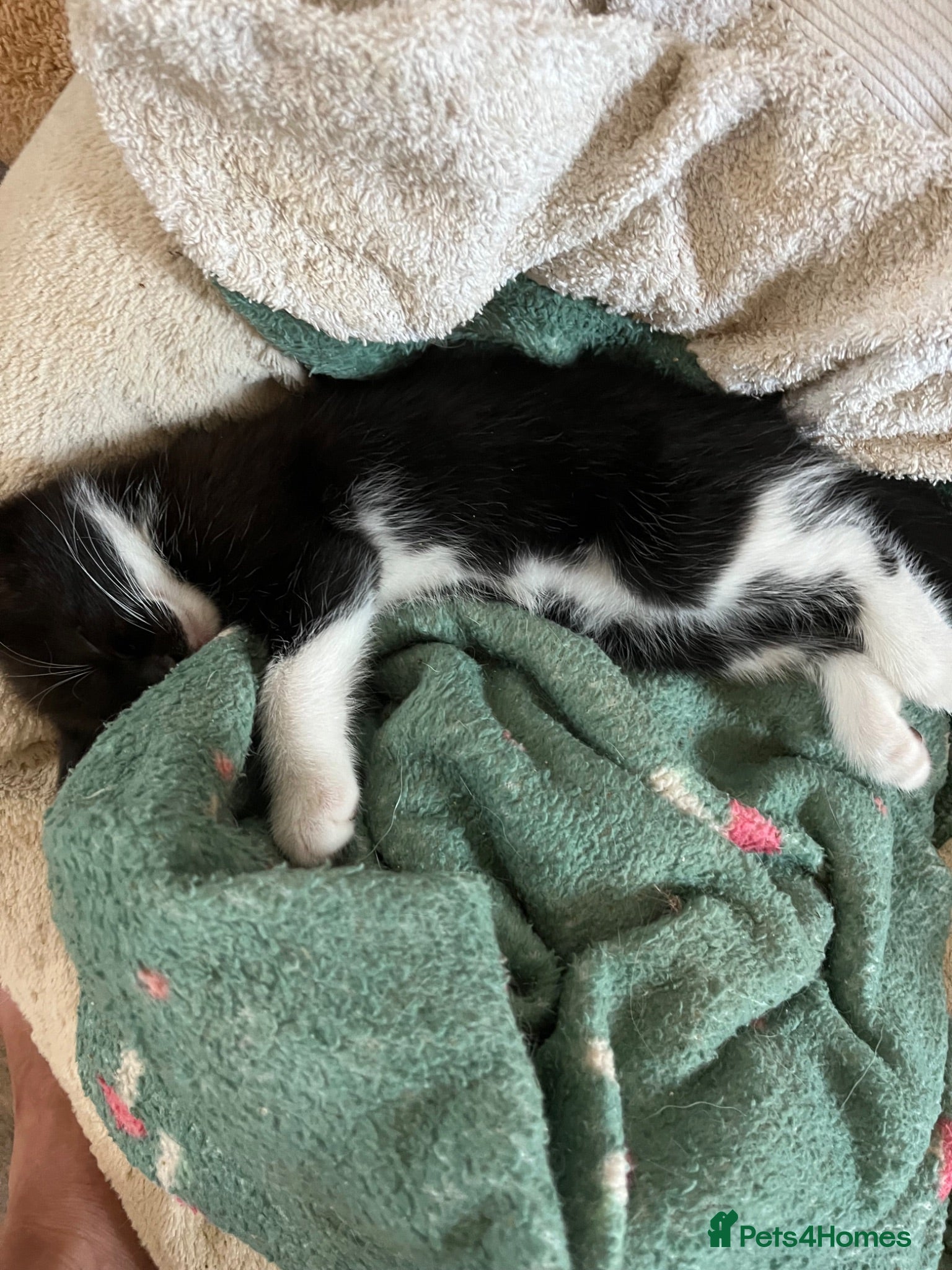 Mixed Breed cats Two female kittens ready to leave now - Advert 2