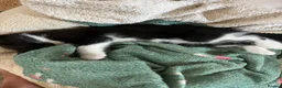 Mixed Breed cats for sale: Two female kittens ready to leave now - Advert 1