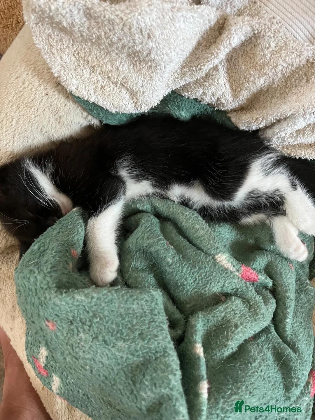 Mixed Breed cats for sale: Two female kittens ready to leave now - Advert 1