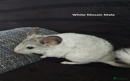 Chinchilla rodents for sale: Chinchillas - 10 weeks old - Advert 3