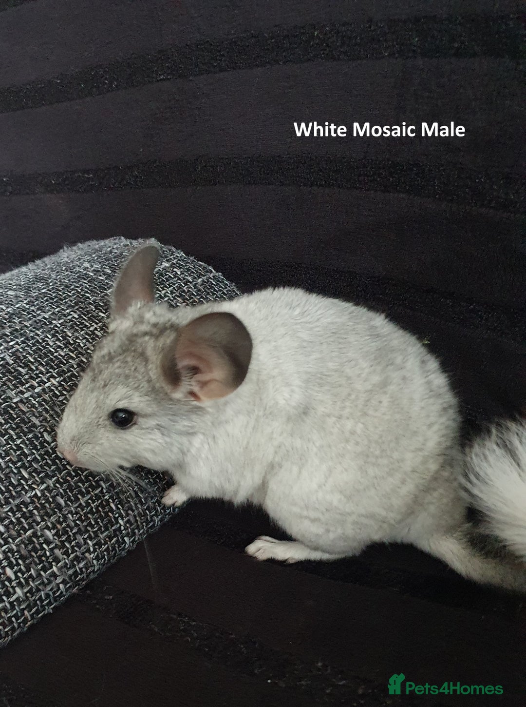 Chinchilla rodents for sale: Chinchillas - 10 weeks old - Advert 3