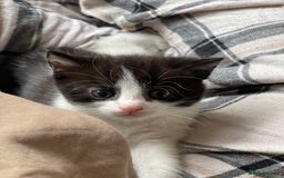 RagaMuffin cats for sale: Bradford based Kittens for sale  - Image 10