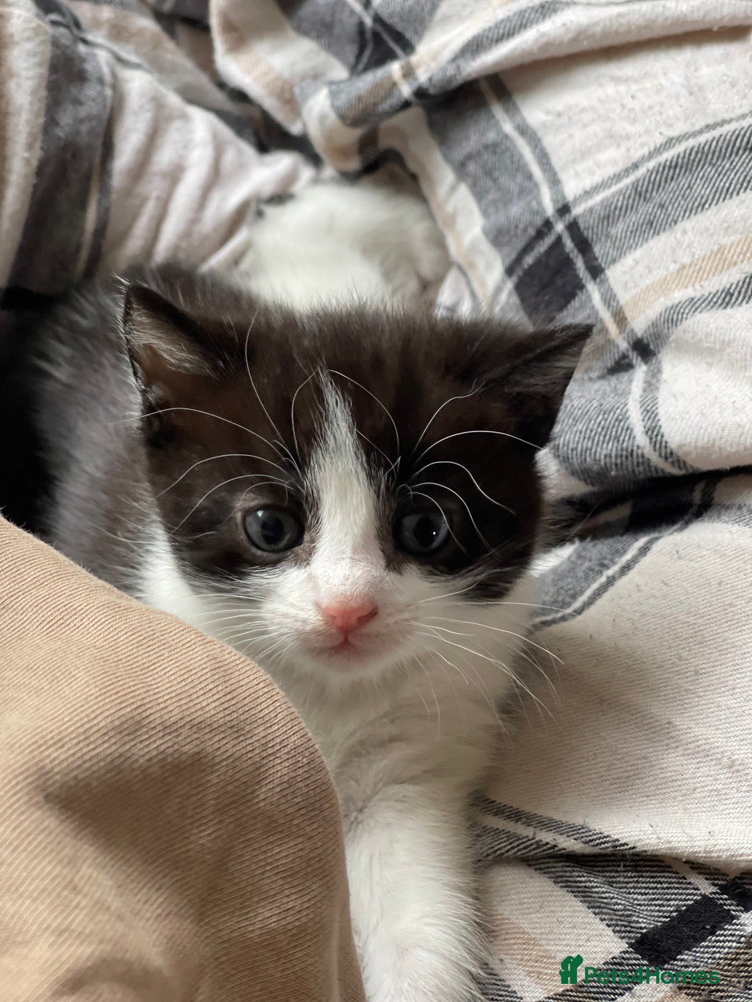 RagaMuffin cats for sale: Bradford based Kittens for sale  - Image 10