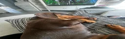 Miniature Dachshund dogs for sale: Beautiful Miniature Dachshund Girl in Swansea - Advert 3