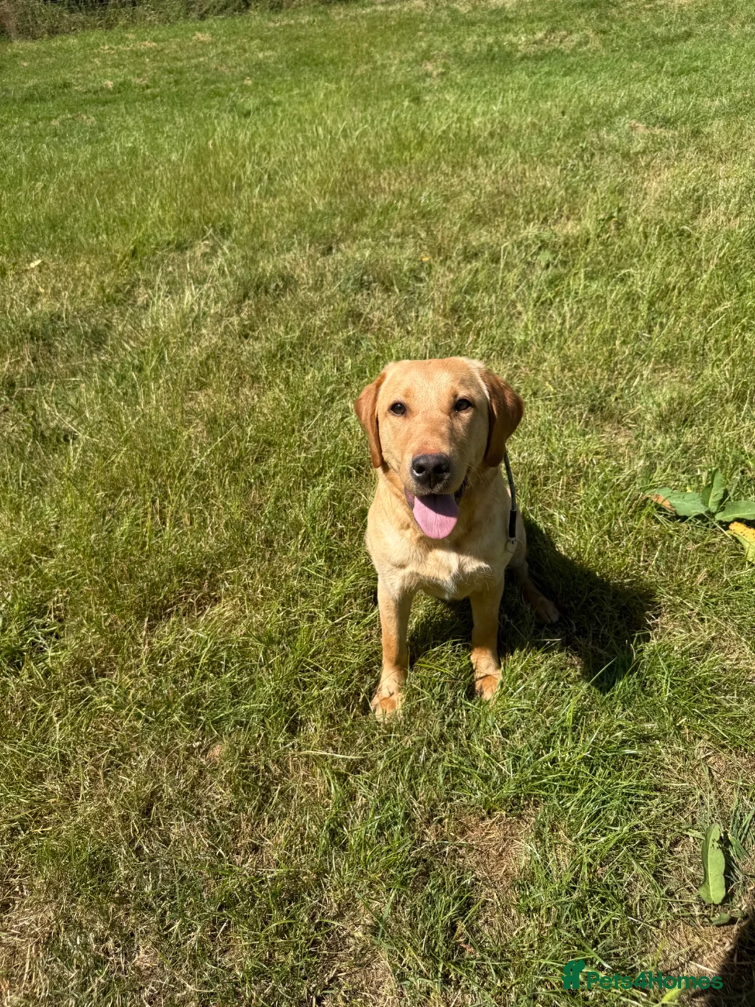 Labrador Retriever dogs for sale: 8-Month-Old KC Registered Working Labrador Dog - Advert 1