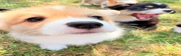 Welsh Corgi Pembroke dogs for sale: Welsh corgi (Pembroke) puppies - Advert 3