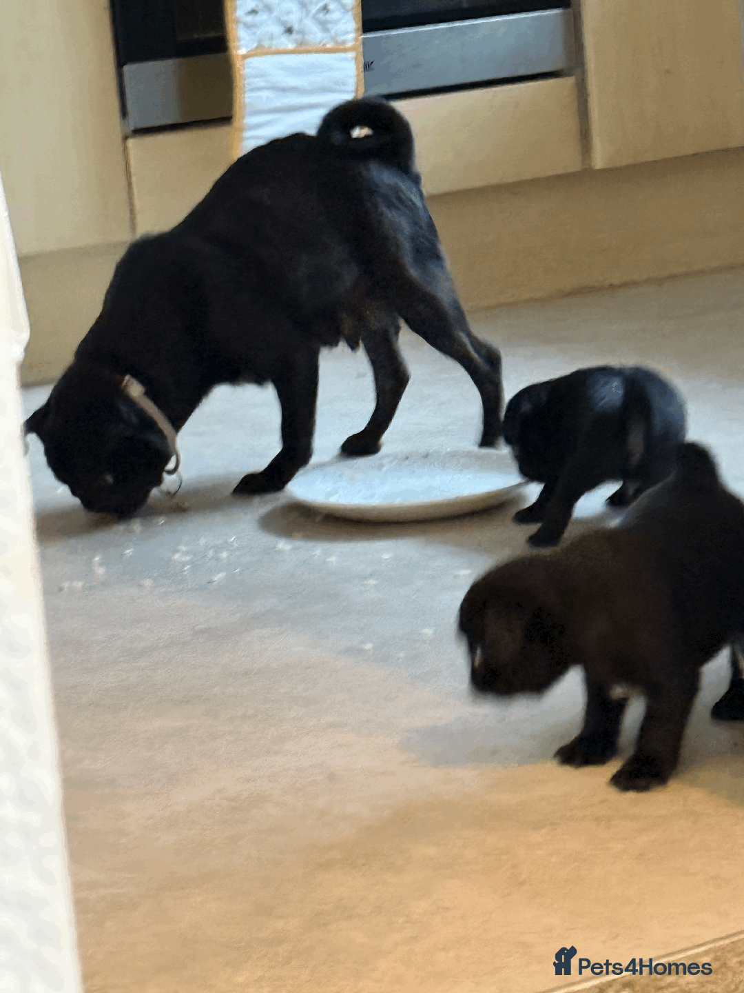 Pug dogs for sale: KC Pug Puppies - Advert 8