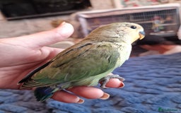 Lovebirds birds for sale: Hand Reared Peach Faced Lovebird Babies - Image 10
