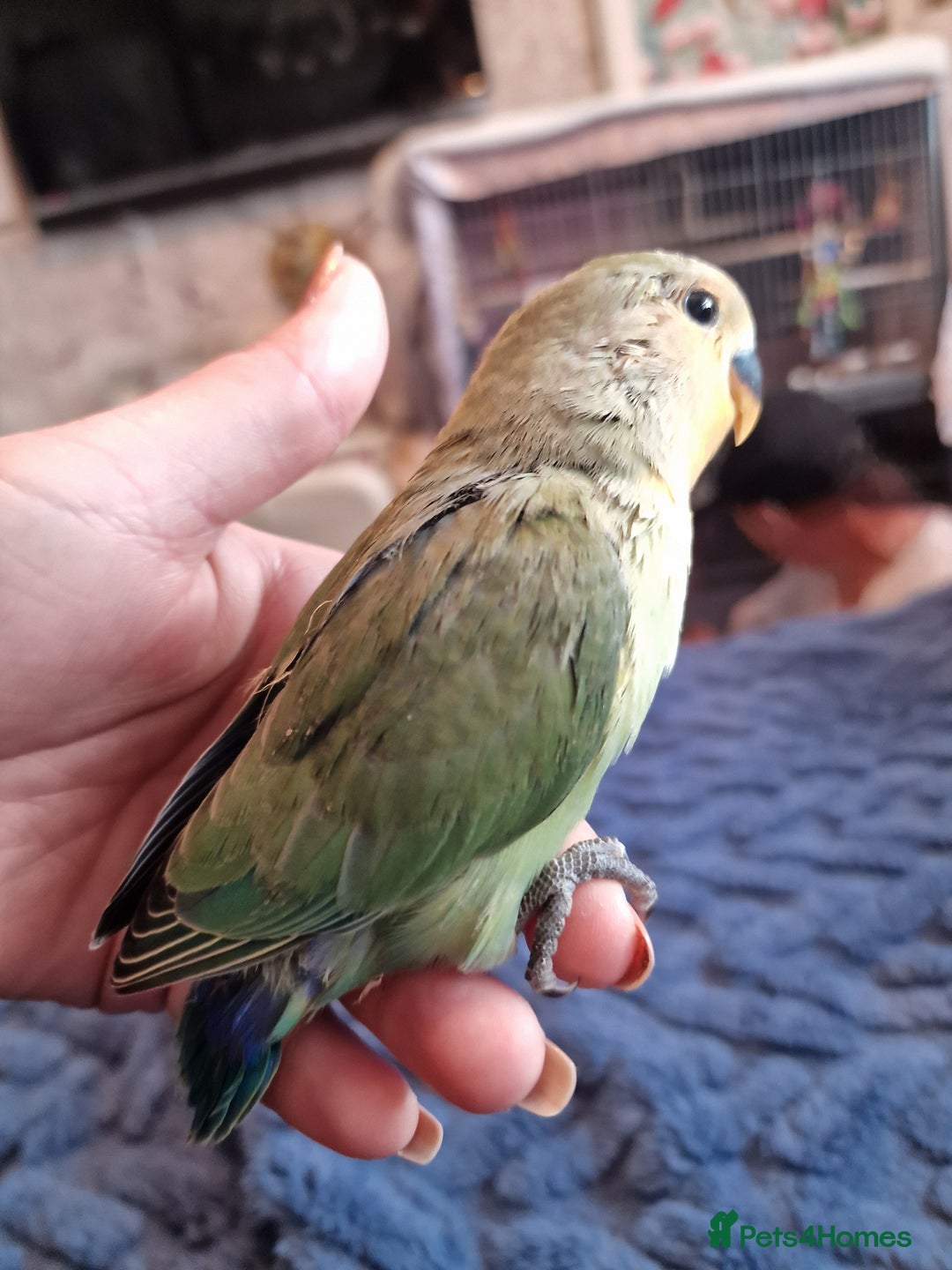 Lovebirds birds for sale: Hand Reared Peach Faced Lovebird Babies - Image 10