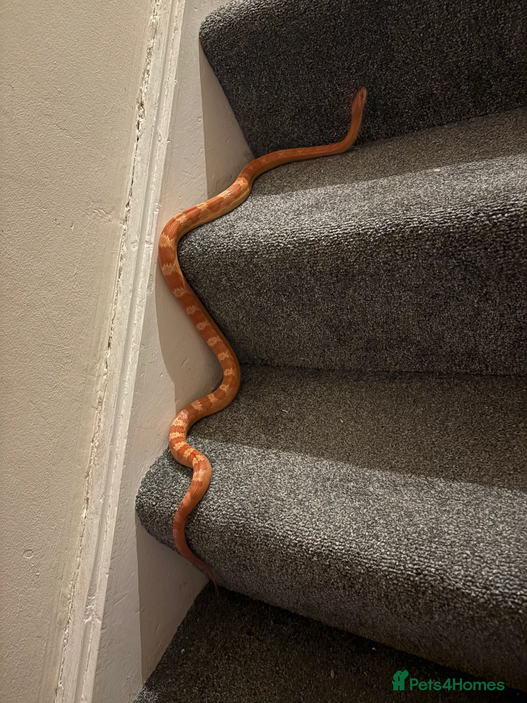 Corn Snake reptiles for sale: Beautiful male corn snake  - Advert 3