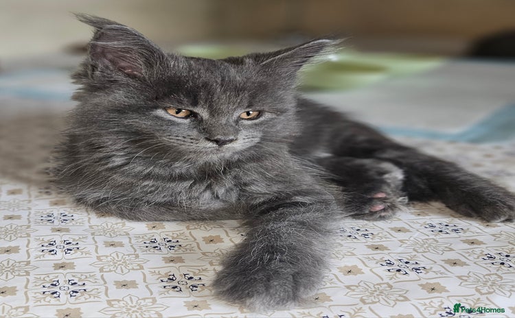 Maine Coon cats in Alfreton - Advert 5