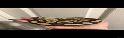 Python Snake reptiles for sale: Royal Pythons - Advert 3