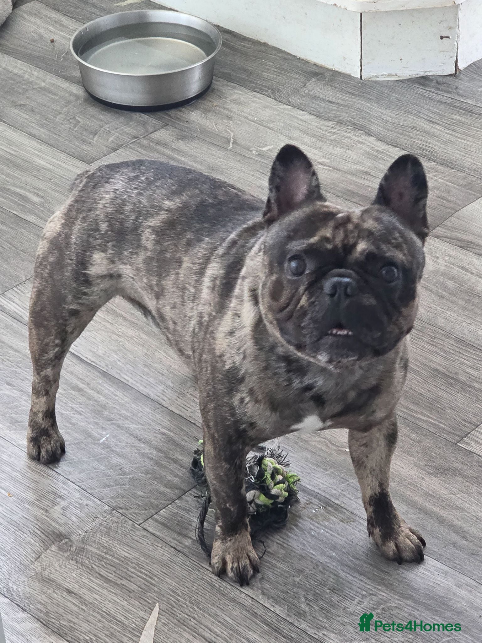 French Bulldog dogs French bulldog male brindle merle  - Advert 1
