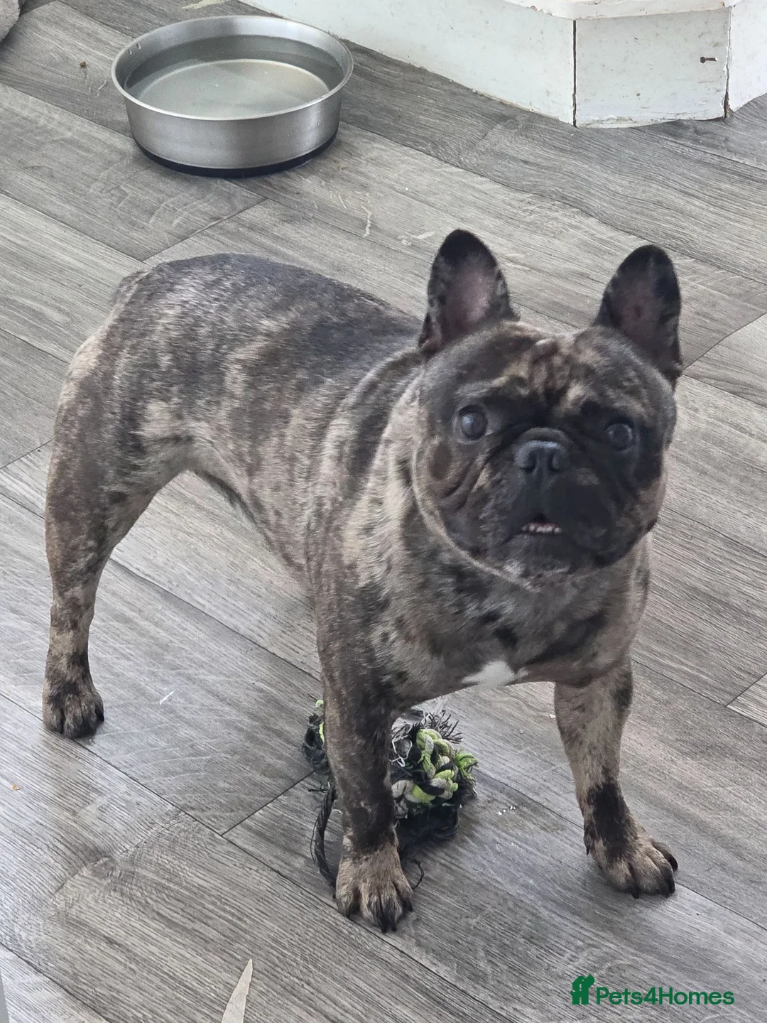 French Bulldog dogs for sale: French bulldog male brindle merle  - Advert 1