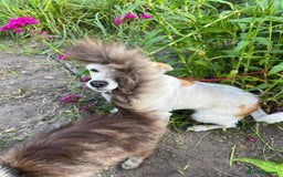 Mixed Breed dogs for adoption: 💖🐶 JULIET 🐶💖 - Image 14