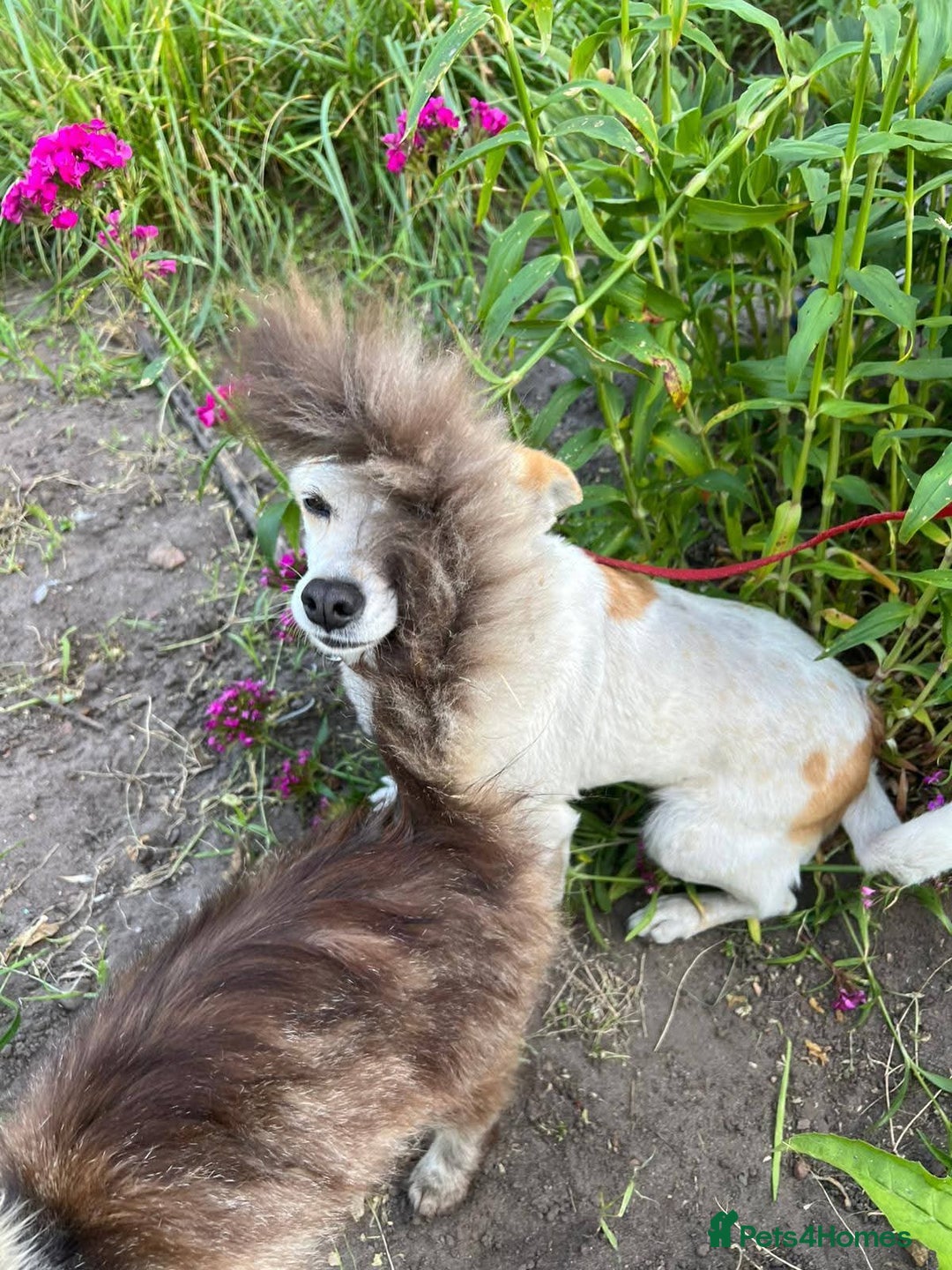 Mixed Breed dogs for adoption: 💖🐶 JULIET 🐶💖 - Image 14