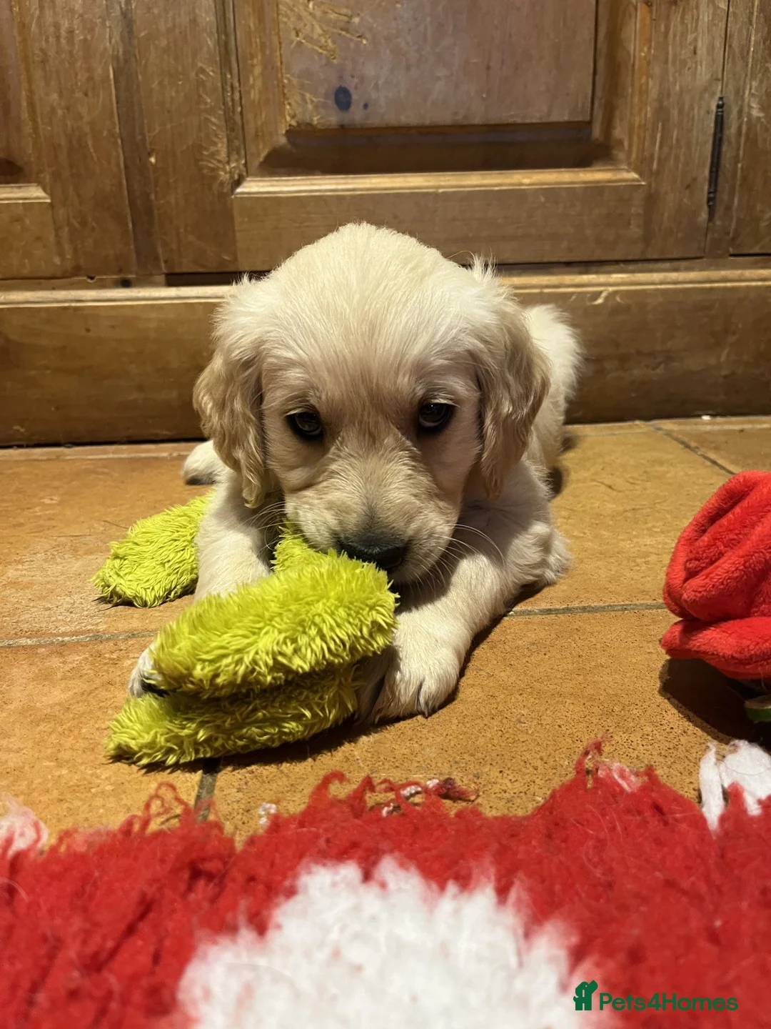 Golden Retriever dogs for sale: Gentle and Gorgeous Golden Retriever Puppies!  - Advert 2