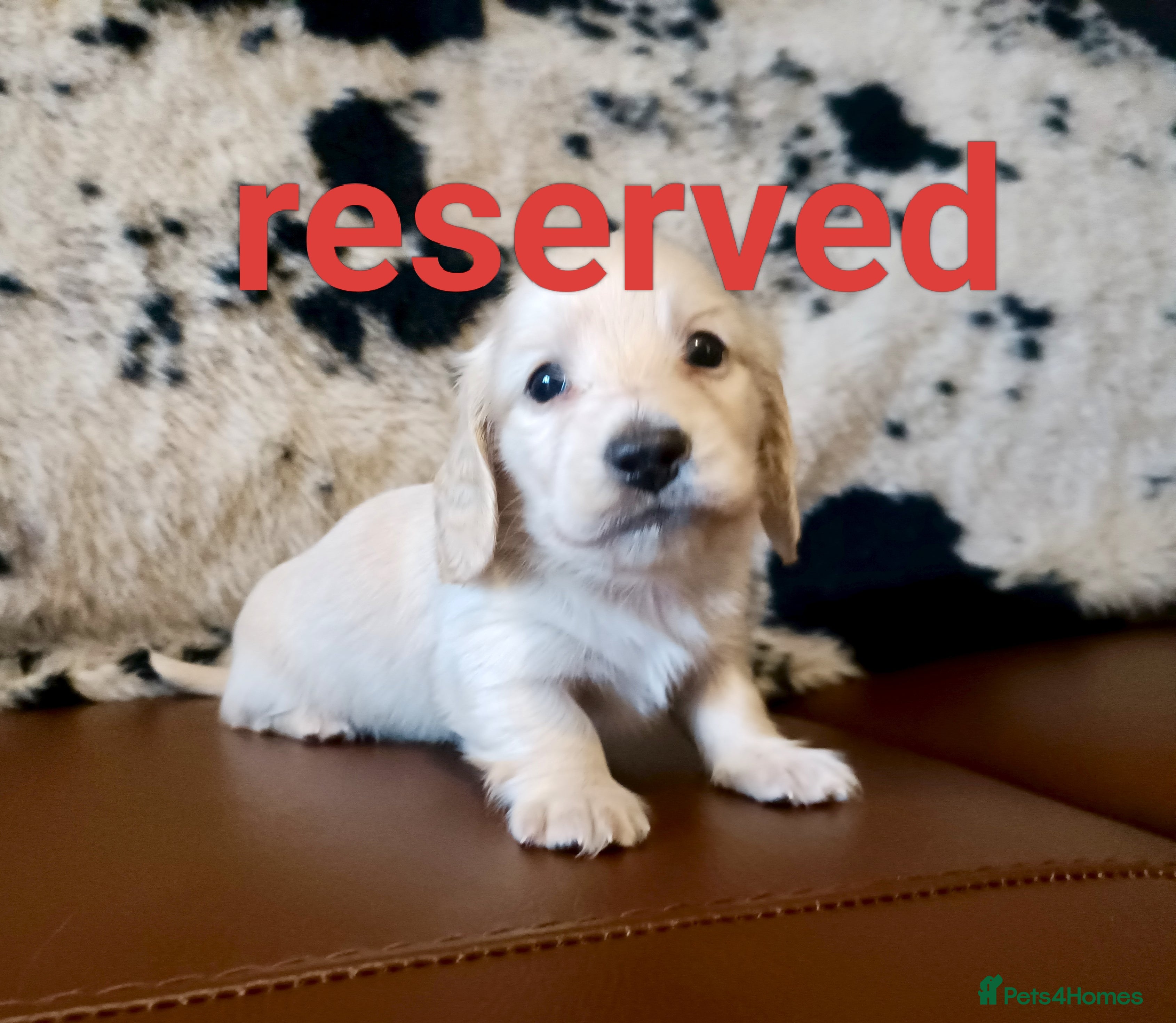 Miniature Dachshund dogs KC registered mini Longcoat dachshund - Advert 7