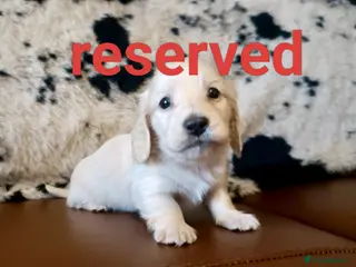 Miniature Dachshund dogs KC registered mini Longcoat dachshund - Advert 4