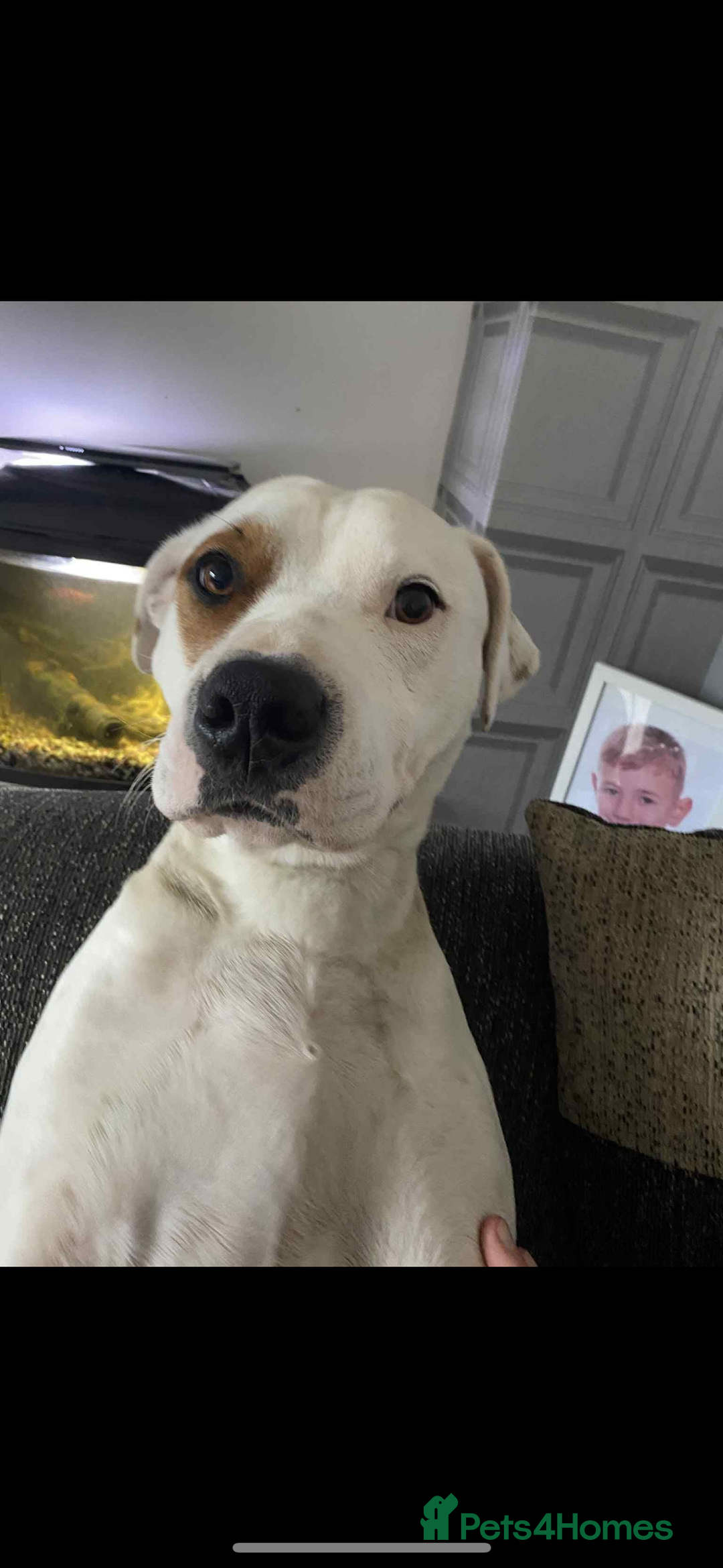Mixed Breed dogs for sale: Staffyxdalmation st bernard - Image 15