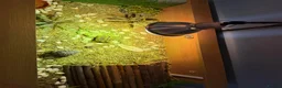 Tortoise reptiles for sale: Herman’s tortoise and fullSetup  - Advert 2