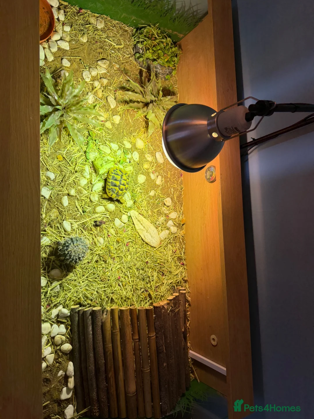 Tortoise reptiles for sale: Herman’s tortoise and fullSetup  - Advert 2