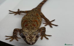 Gecko reptiles for sale: Gargoyle Geckos (can provide set-up) - Image 3