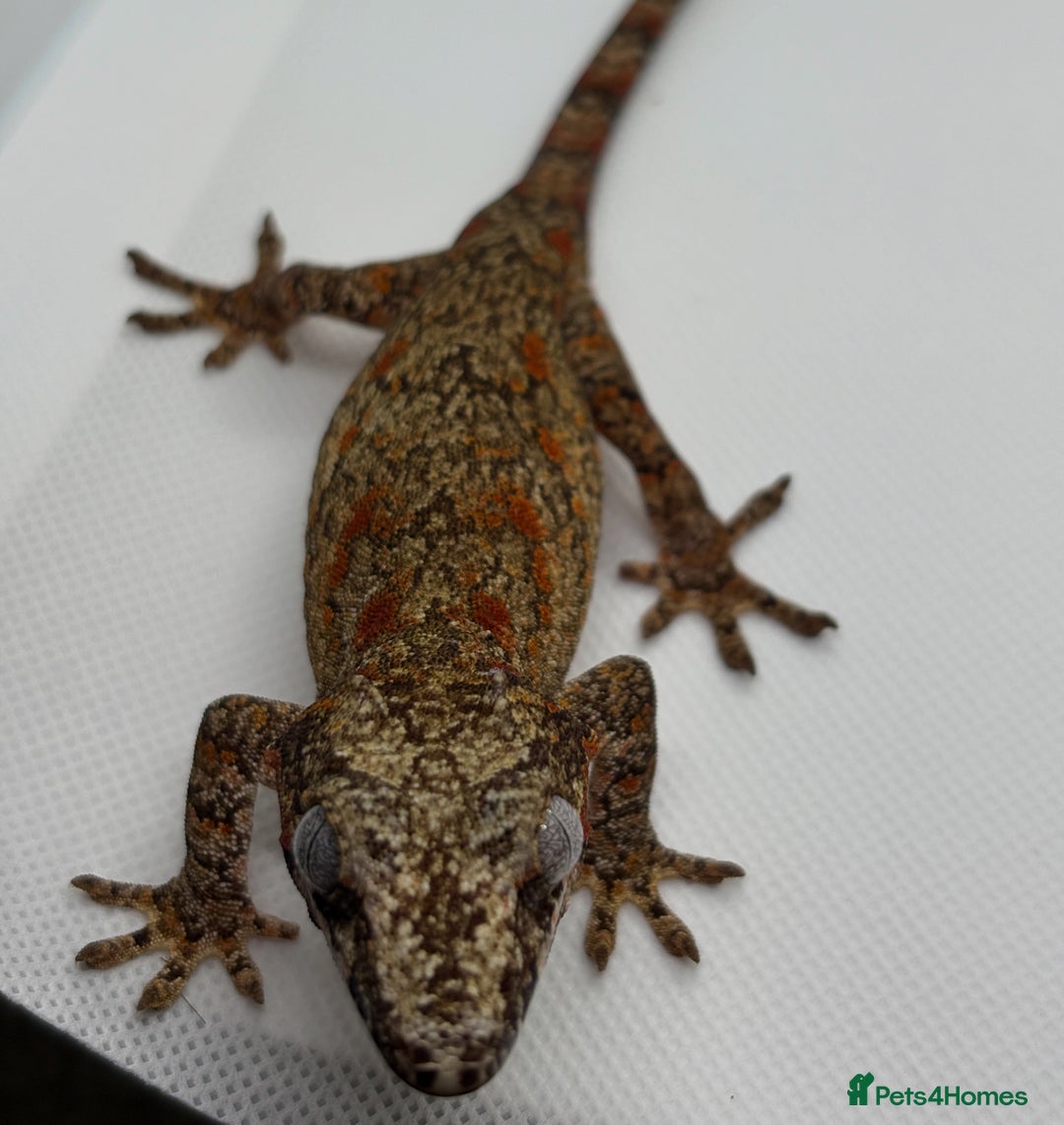Gecko reptiles for sale: Gargoyle Geckos (can provide set-up) - Image 3